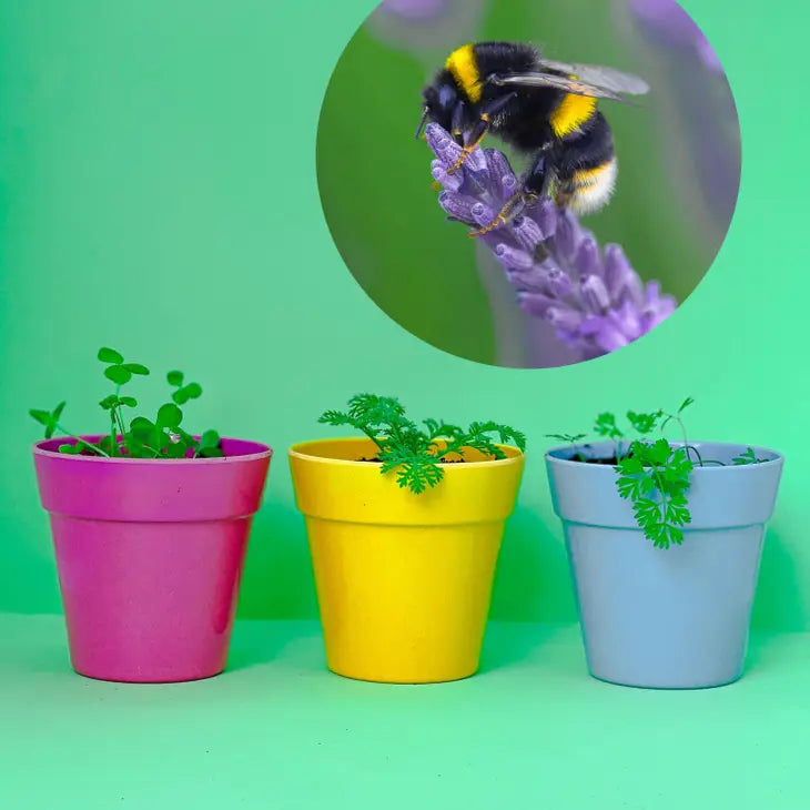 Wildflower Seeds Tube – Various Flowers