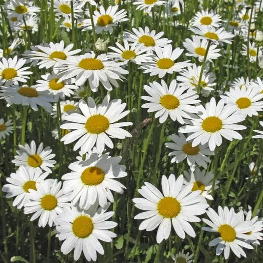 Wildflower Seeds Tube – Various Flowers