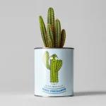percy pricklebum grow your own cactus kit